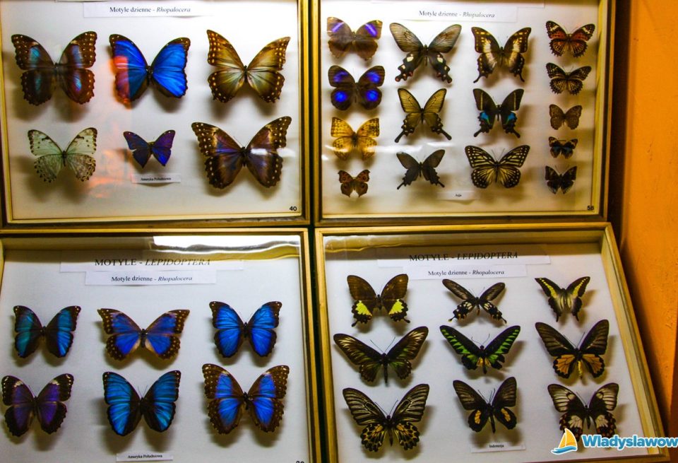 muzeum motyli